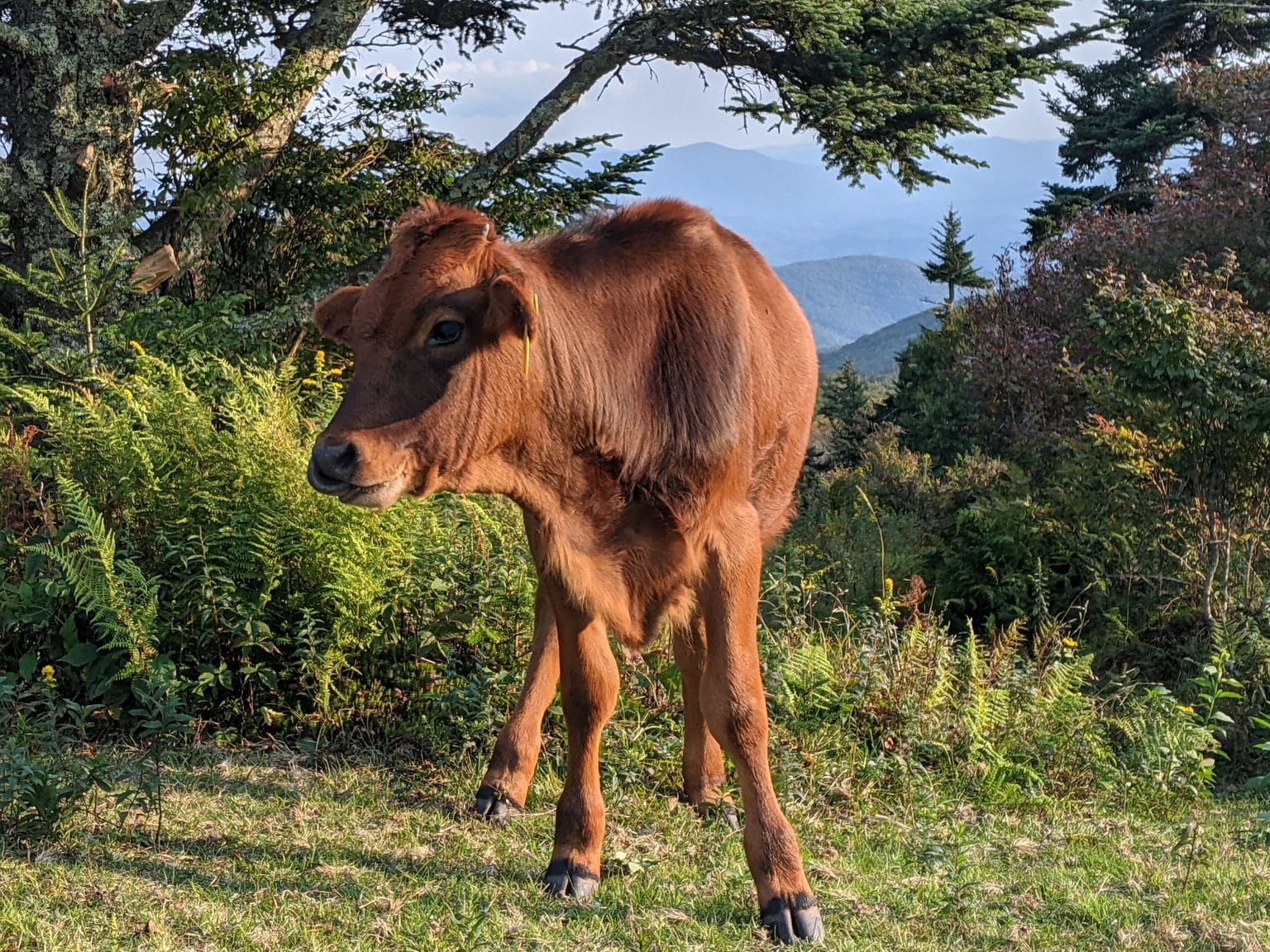 Grayson Highlands How To See The Wild Ponies Save Quit Fish