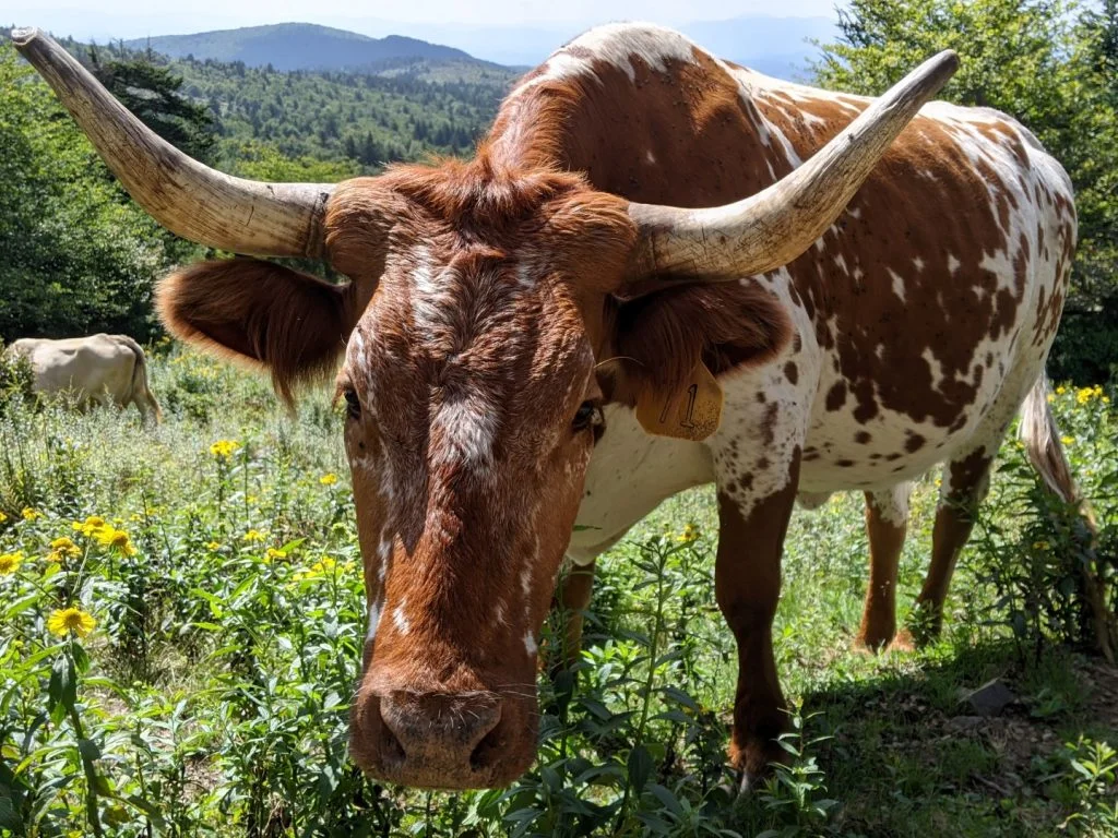 Longhorn coming close to me in Grayson