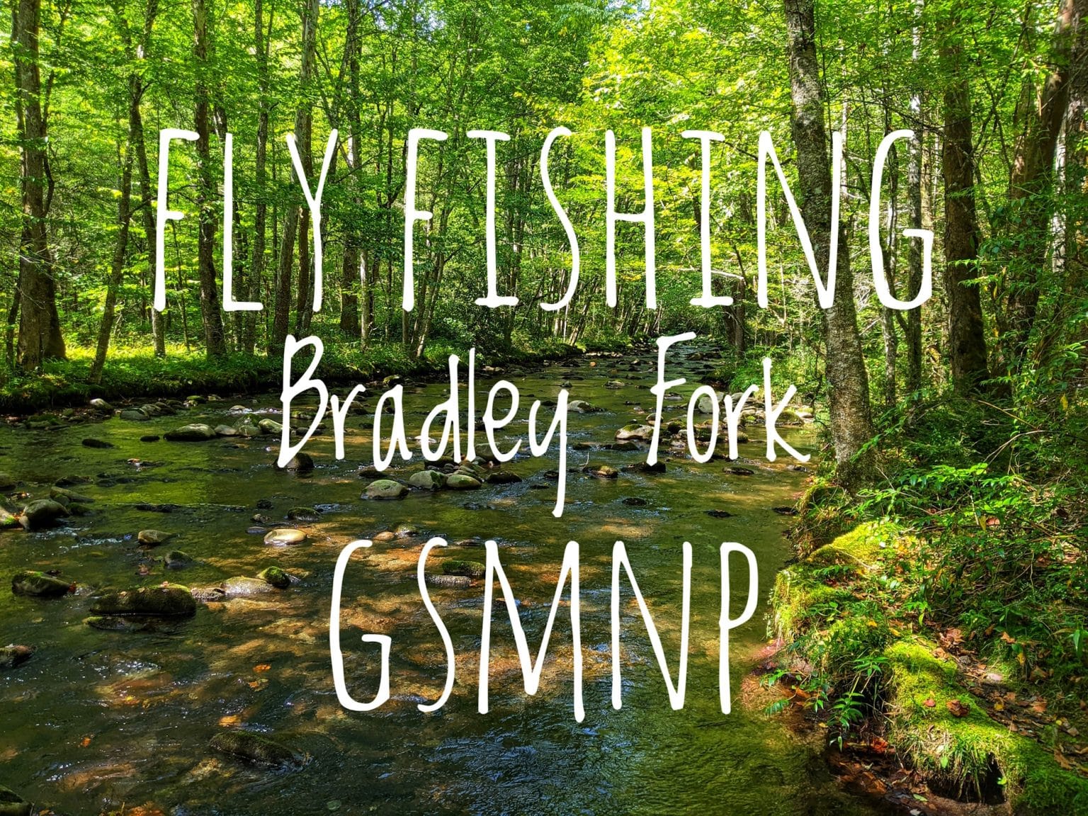 Fly Fishing Bradley Fork Save Quit Fish