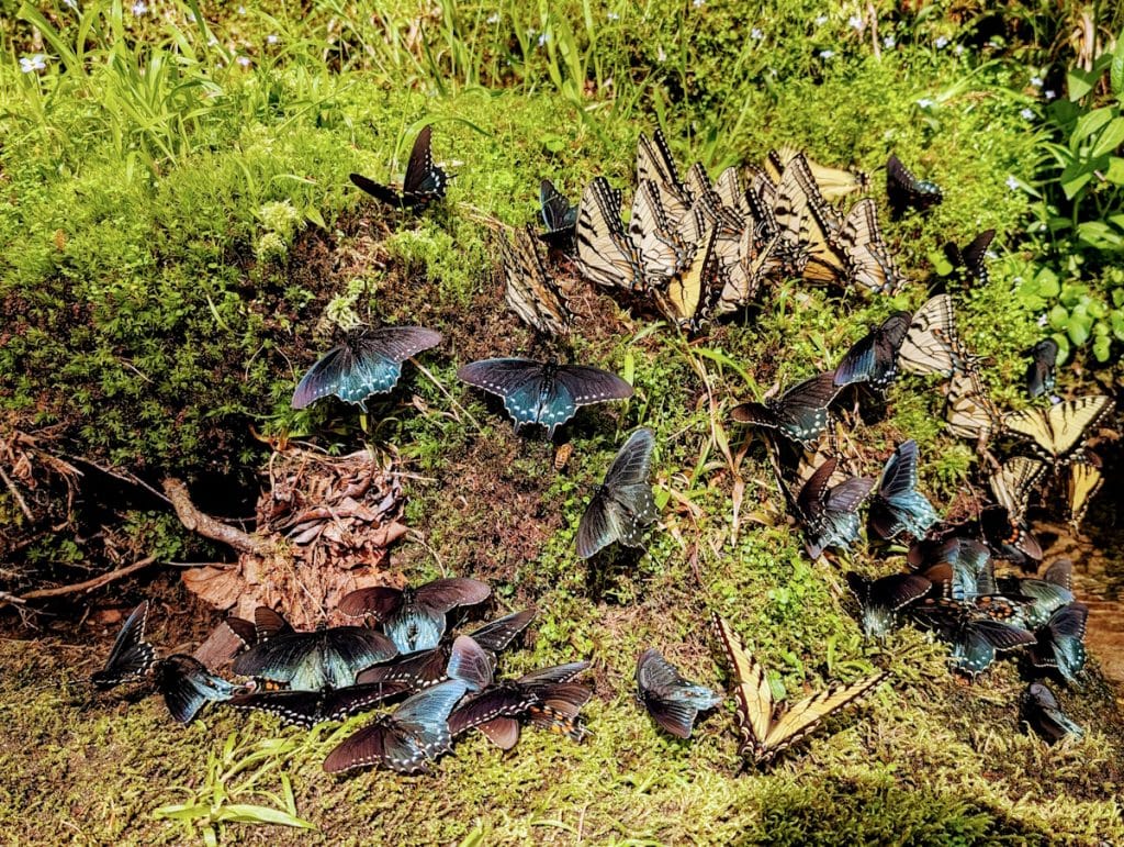 Dozens of butterflies gathered on Deep Creek