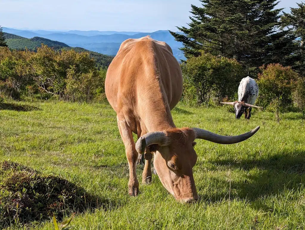 Cow grazes in high pasture in Grayson Highlands, Virginia.