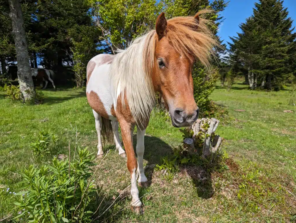 A curious pony approaches me in Grayson Highlands.