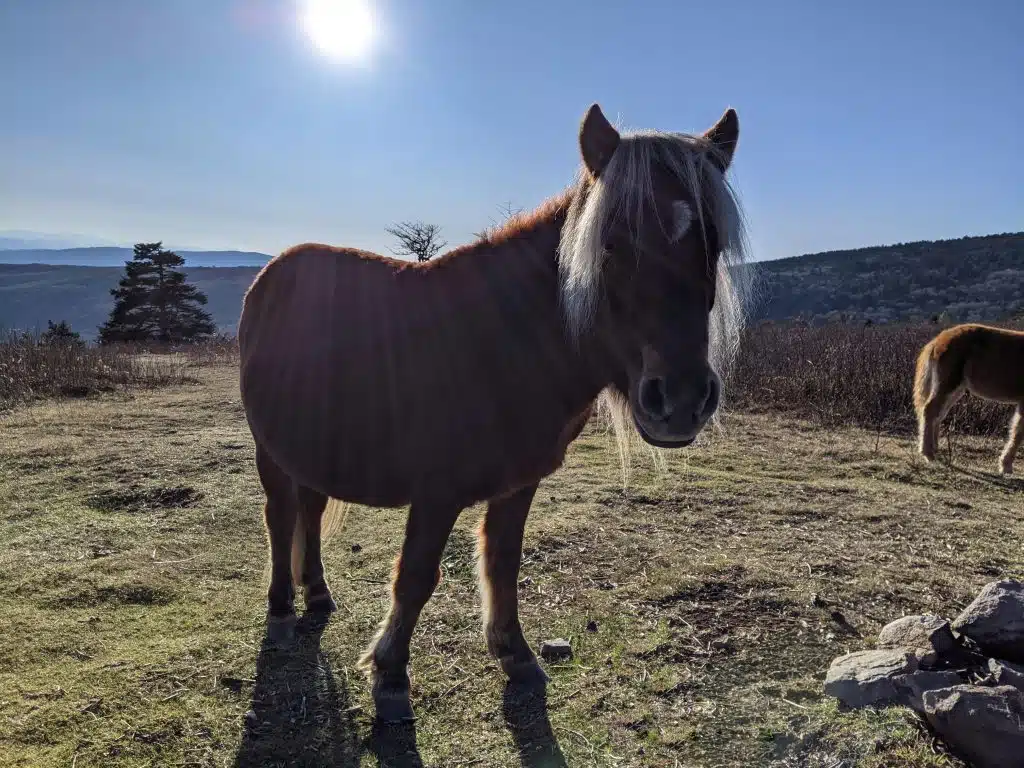 Pony at Grayson Highlands with the sun in its mane.