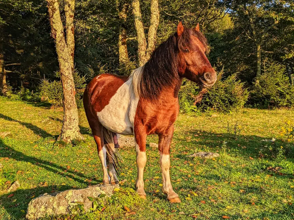 Proud pony in Grayson Highlands poses for a picture.