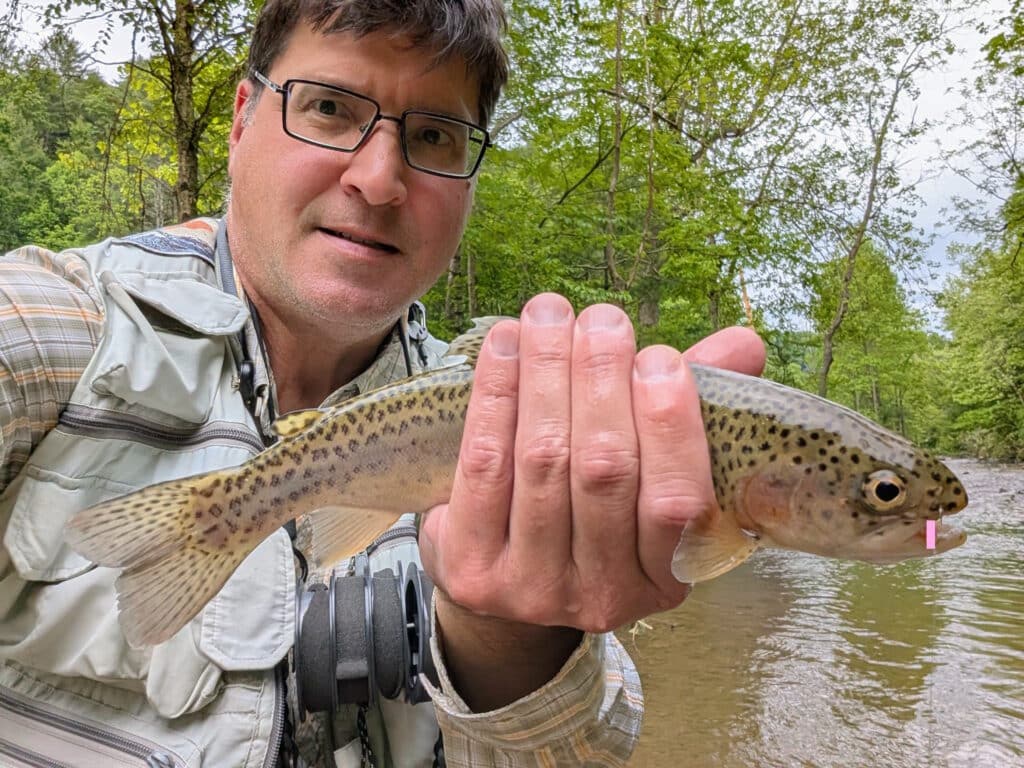 Wild rainbow trout caught over Memorial Day weekend in 2025.
