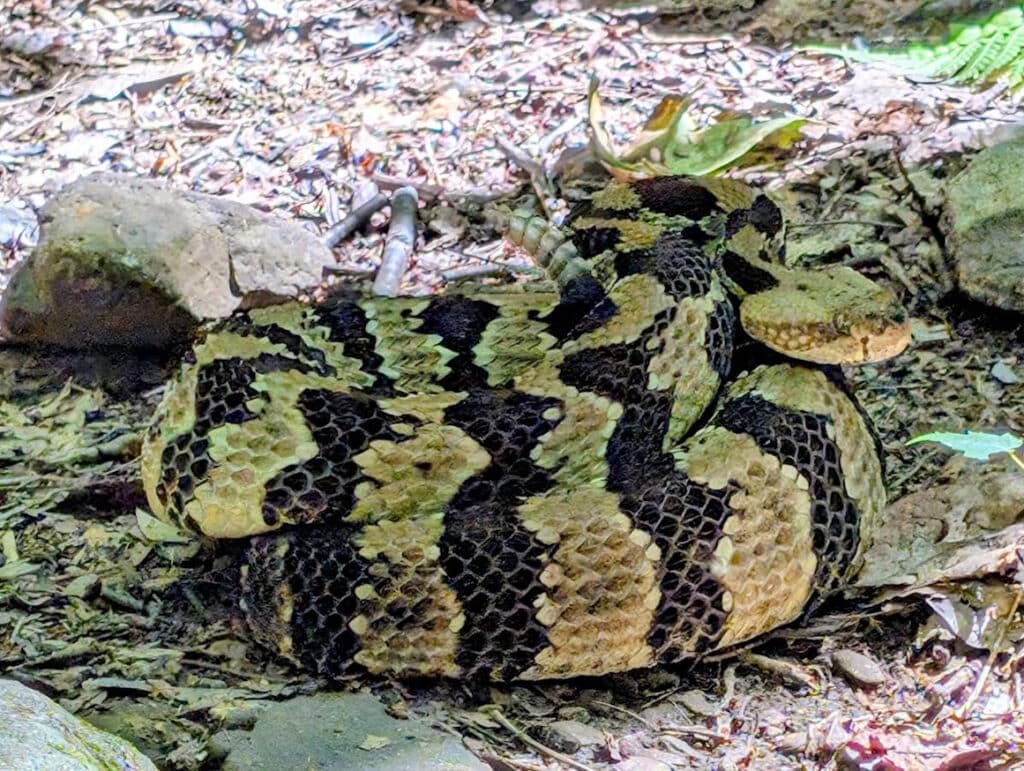 Timber rattlesnake on the Buffalo Mountain Trail.